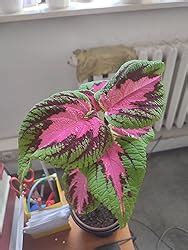 Coleus Rainbow Mix Buntnessel Samen Amazon De Garten