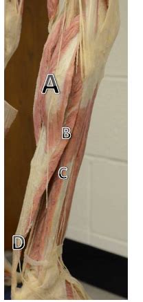 Cadaver Lower Leg Flashcards Quizlet