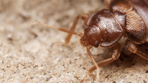 The Bed Bug Doctor Bed Bugs FAQs