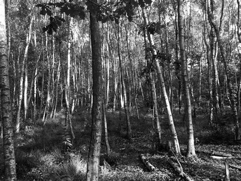 Birch Trees Free Photo On Pixabay Pixabay