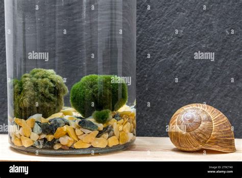 Close Up Of Marimo Moss Ball In A Glass Jar With Free Copy Space