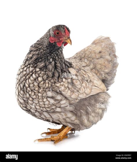 Wyandotte Chicken In Front Of White Background Stock Photo Alamy