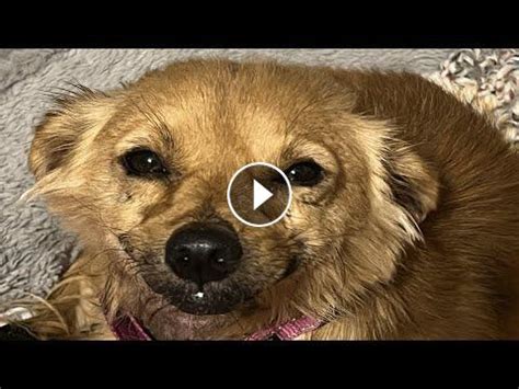 Dog's innocent smile hides her heartbreaking past #Video