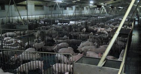 factory farming