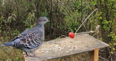 Snare Bird Trap That Works 100