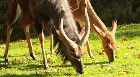 Do Deer Shed Their Antlers Unraveling Natures Fascinating Cycle