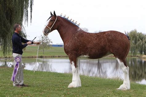 Clydesdale Vs Regular Horse Breeds: Tell The Differences