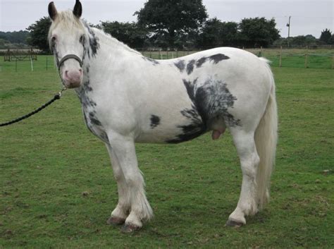 Blue Roan Tobiano Cob Gelding | Horses | Pinterest