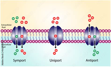 Membrane transporters of ions and molecules across cell membranes ...