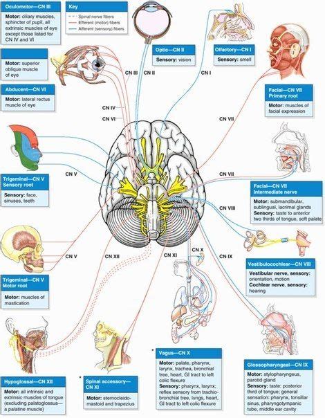 The Cranial Nerves Organization Of The Central Nervous System Part 3