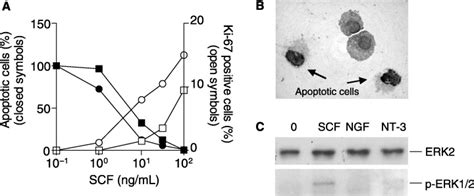 NT 3 Reduces Mast Cell Apoptosis And Increases Mast Cell Proliferation