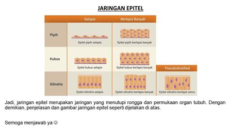 Gambar Jaringan Epitel