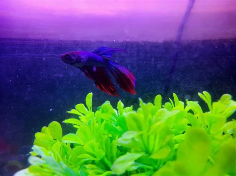 dive   regal world  purple fish  guide  vibrant aquarium