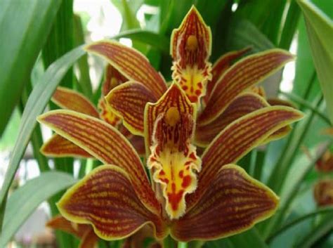 Цимбидиум: фото, виды, выращивание из семян и уход в домашних условиях ...