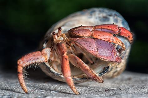 What Hermit Crabs Look Like Without Shells
