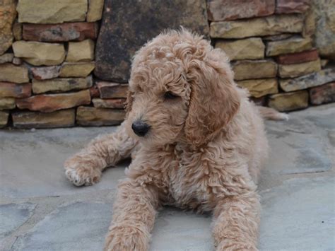 Double Doodle and Mini Double Doodle Puppies - Adaptable & Friendly — Crockett Doodles