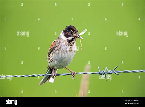 Eurasian Reed Bunting Stock Photo Alamy