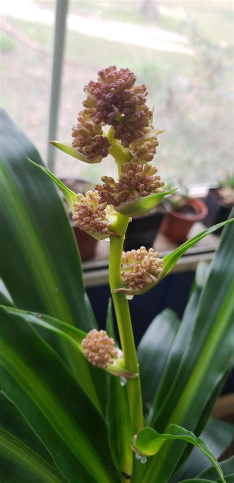 My Dracaena fragrans is going to bloom! So excited! : r/houseplants