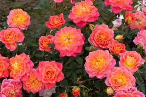 Bunndekkende rose 'Mandarin' - Lier Planteland