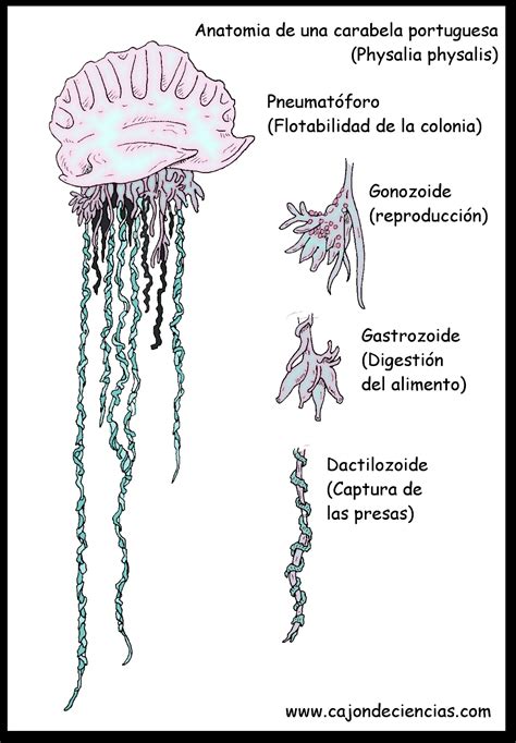 Cnidarios BiologÍa Y GeologÍa