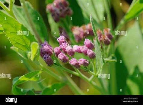 Marsh Fleabane Stock Photo Alamy