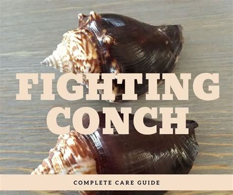 The‌ ‌Complete‌ ‌Fighting‌ ‌Conch‌ ‌Care‌ ‌Guide‌ | Fishkeeping World