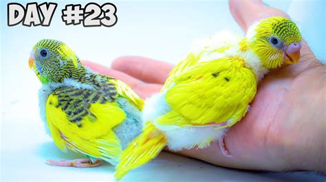 Baby Budgie's Daily Growth Story: A Diary - YouTube