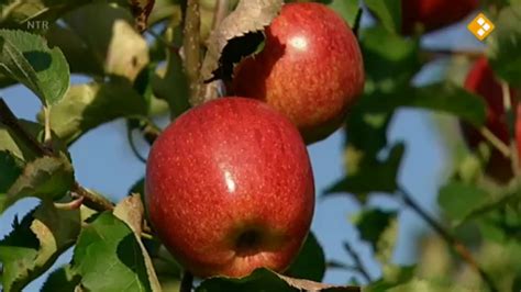 Schooltv Huisje Boompje Beestje De Appelboom Appels Herfst