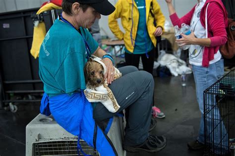 Photos Pet Rescues In Harveys Wake The Atlantic