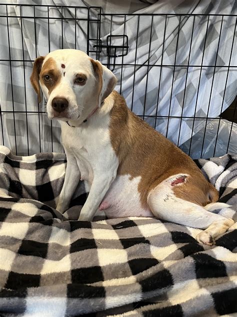 Devoted mother beagle with broken leg put her own pain aside to keep