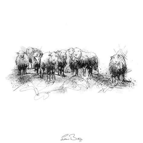 Herdwick sheep sketch | SeanBriggs