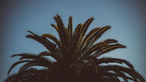 Palm Tree Wallpaper Laptop Hd - Infoupdate.org