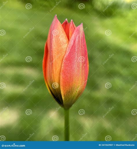 Botanical Tulip Stock Image Image Of Yellow Fruehlingsblume 247263907