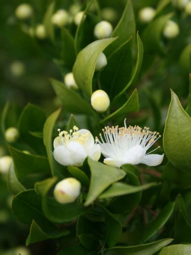 Myrtus Communis Myrte Bloemenpark Appeltern