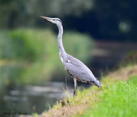 Héron Cendré Ardea Cinerea Le Héron Cendré Se Caractéri Flickr