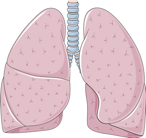 drawing the lungs 11
