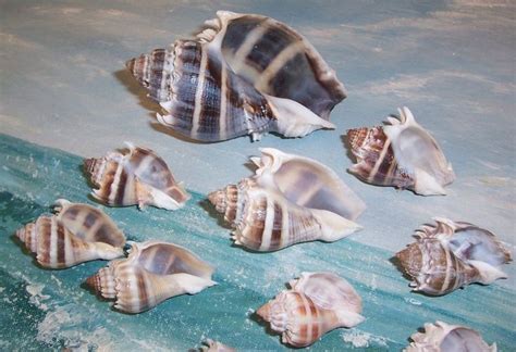 Lot12 Small To Large Florida Kings Crown Conch Seashells Etsy