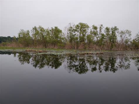 Water Grass Shallow - Free photo on Pixabay - Pixabay