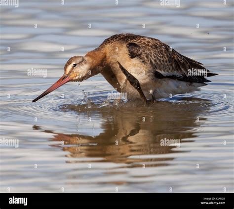 Black Tailed Godwit Having A Bathe At Slimbridge WWT Stock Photo Alamy