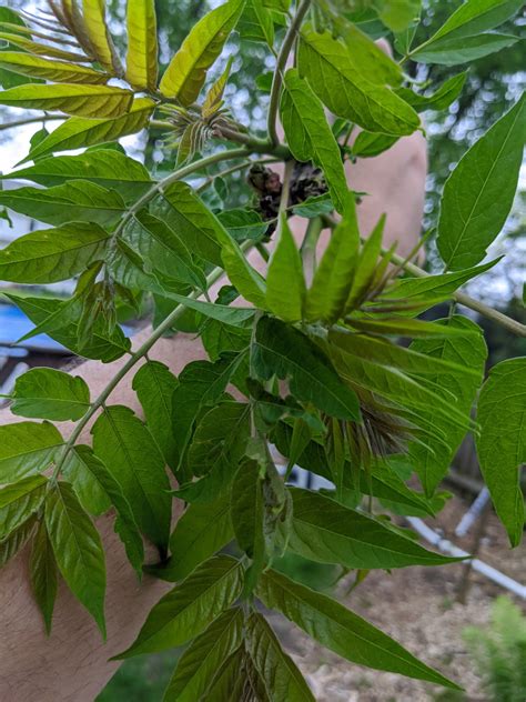tree of heaven vs sumac 9