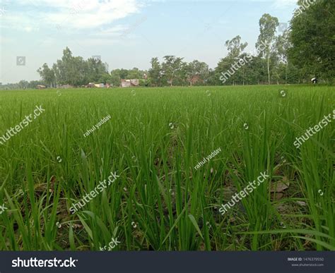 indian villege fields khet stock photo  shutterstock
