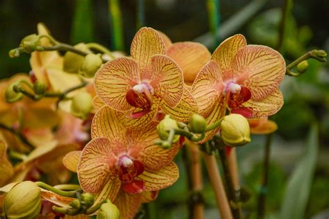 Dsc Chicago Botanic Garden Orchid Show Robert Coffey Flickr