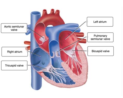 Drag The Labels To Identify Structural Components Of The Heart