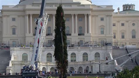 Capitol Christmas Tree arrives in Washington D.C. – NBC4 Washington