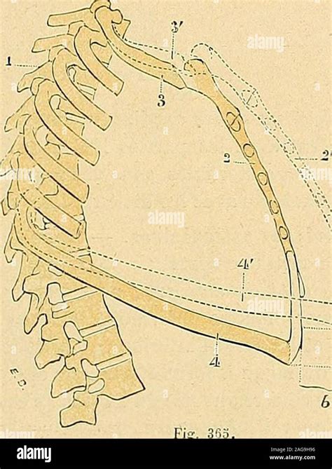 traite danatomie humaine anatomie descriptive histologie