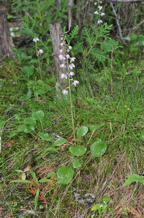 Bog Wintergreen From Lanark County ON Canada On June 21 2017 At 11