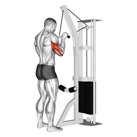 Triceps Pushdown: Benefits, Muscles Worked, and Variations - Inspire US