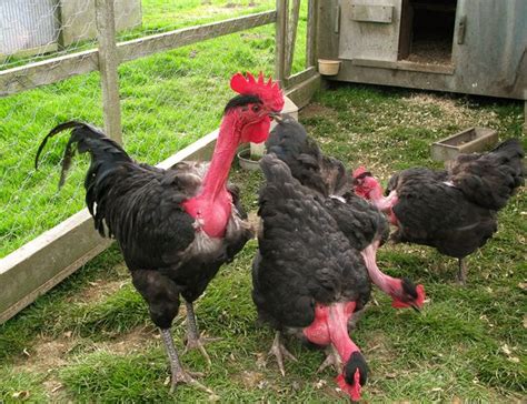 Breed Savers Naked Necks Chickens That Look Like Turkeys