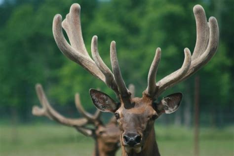 Марал: описание животного, фото оленя, где обитает, чем питается ...