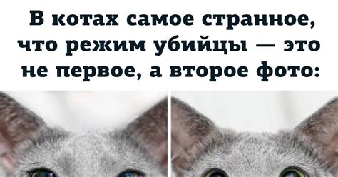 Котики | Пикабу